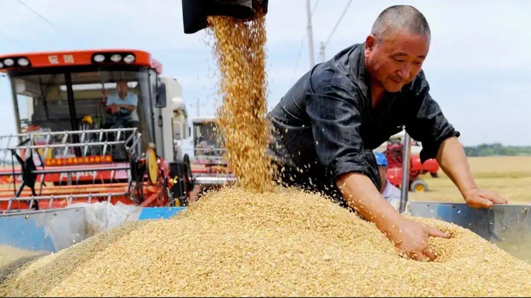 China’s Grain Harvest Hits Record 714 Million Tons in 2025